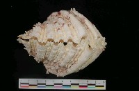 藏品(菱硨磲蛤)的圖片